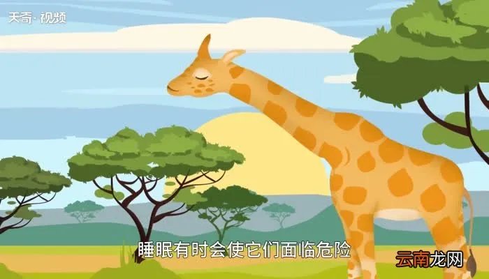 长颈鹿每天睡多长时间 长颈鹿每天睡多久