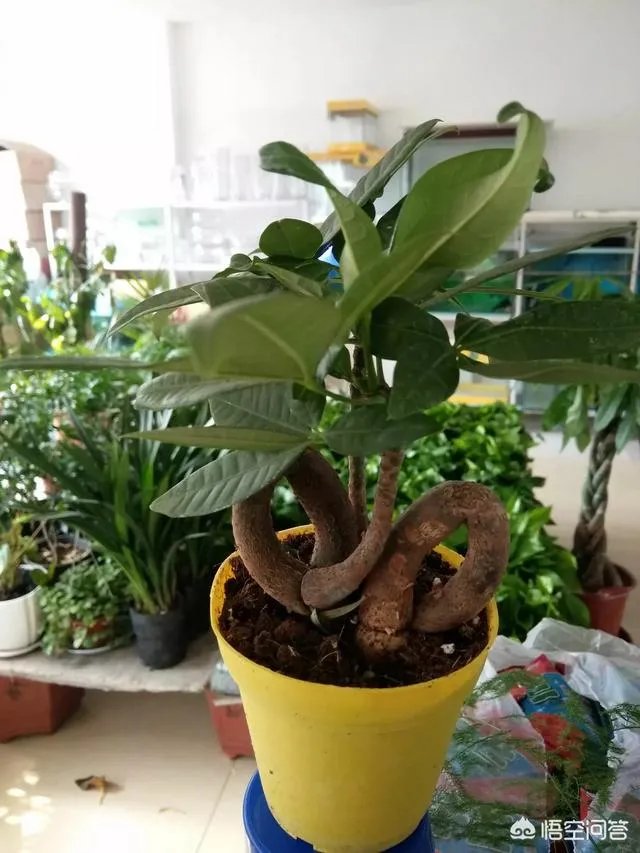 长春有哪些花鸟鱼市场？