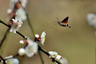 极危植物五裂黄连遭非法采挖，还有哪些极危植物？