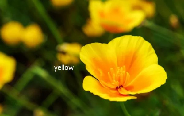 Yellow banana yello什么意思