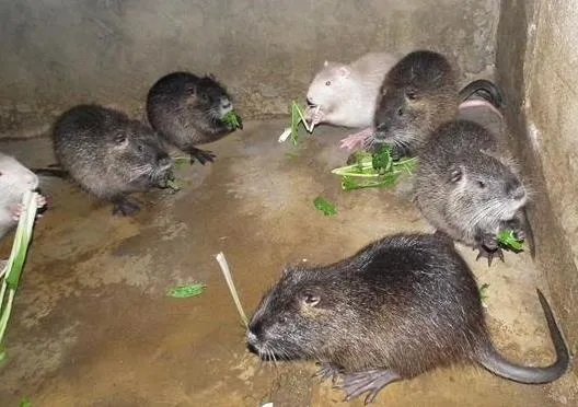 黑龙江30斤大老鼠真相:你见过最大的老鼠多大(图)