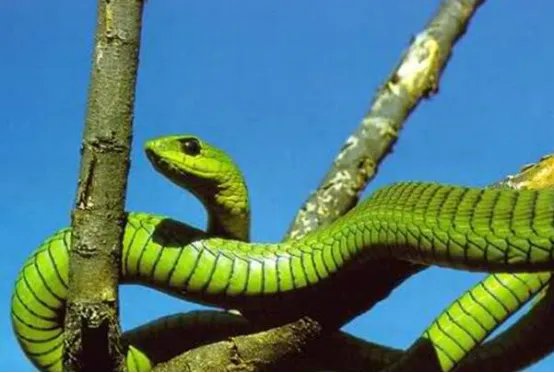 自然界十大致命生物 鸡心螺排名第三,毛毛虫竟然也有剧毒