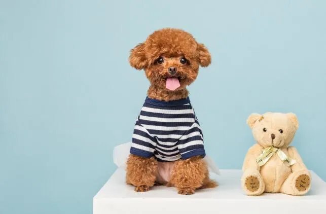 属狗2020年运势及运程 属狗人2020年全年每月运程