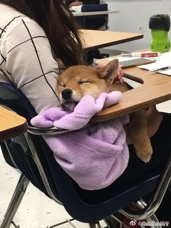 欧美女生vs亚洲女生的自拍 微胖界天花板的囧图