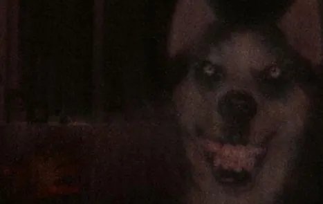 微笑狗恐怖事件死了多少人事件原图为什么吓人