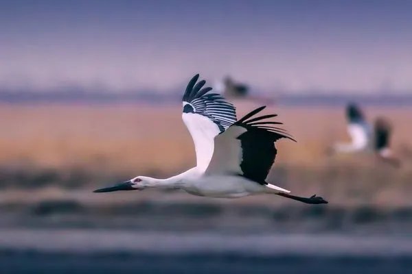 东方白鹳撞树致嘴基部骨折,景区对此是否有急救措施?