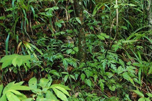 极危植物五裂黄连遭非法采挖，还有哪些极危植物？