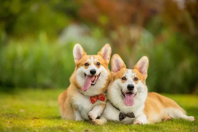 属狗2020年运势及运程 属狗人2020年全年每月运程