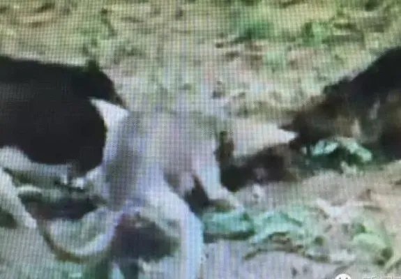 黑龙江30斤大老鼠真相:你见过最大的老鼠多大(图)