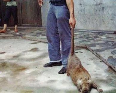 黑龙江30斤大老鼠真相:你见过最大的老鼠多大(图)