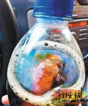 媒体曝百事可乐喝出死鱼 网友戏称：刘谦干的