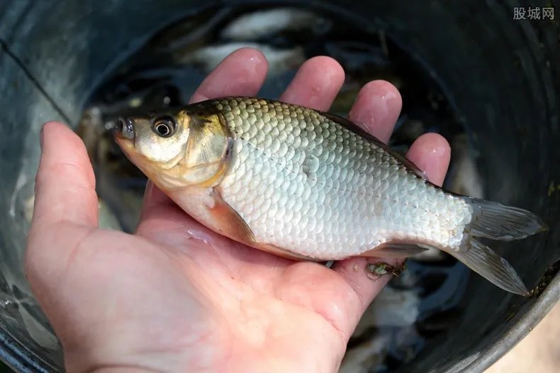 夫妻猎捕胭脂鱼 胭脂鱼的营养价值