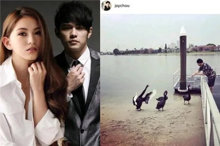 周杰伦昆凌看海鸟 澳洲喂天鹅悠闲自得