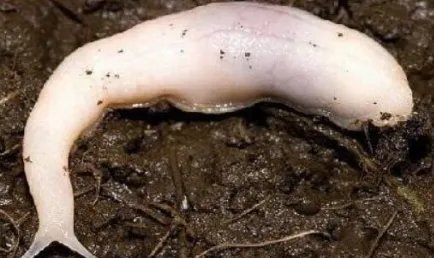 幽灵蛞蝓的粘液有毒吗？根据科学研究表明是没有毒的