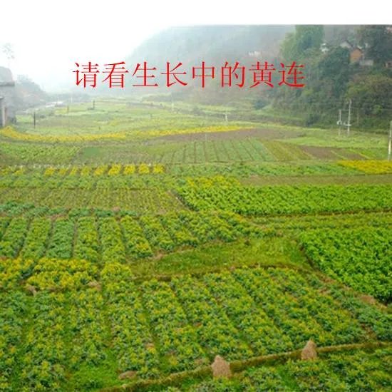 极危植物五裂黄连遭非法采挖，还有哪些极危植物？