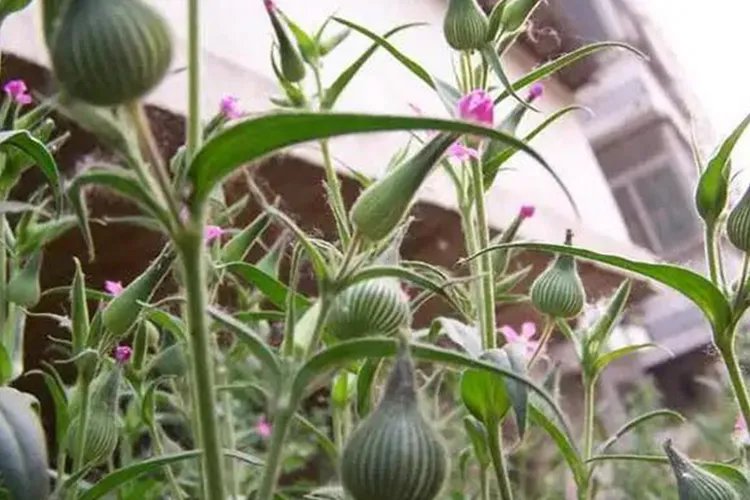 马不留中药图片大全