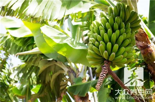 香蕉枣一起吃会怎么样
