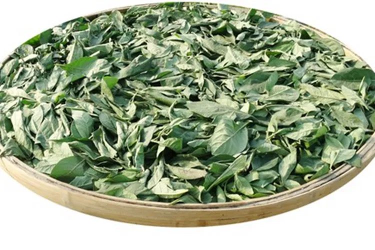 南非叶图片功能主治