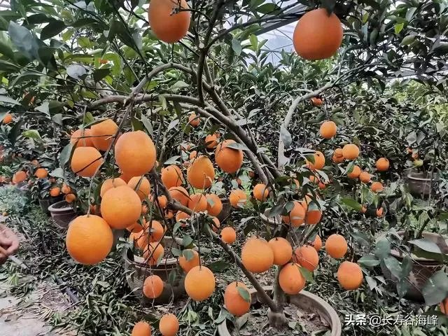 柑橘没有一干三枝怎么办?