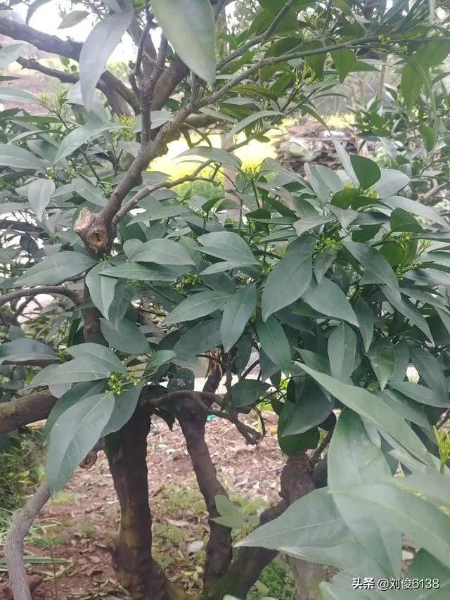 柑橘没有一干三枝怎么办？