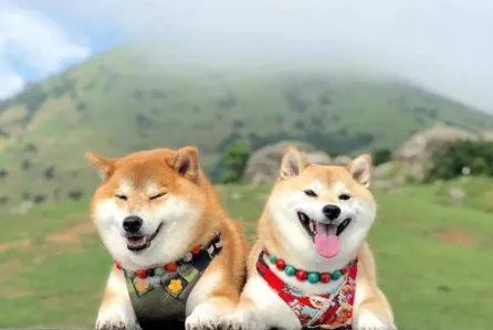 微笑狗恐怖事件死了多少人事件原图为什么吓人