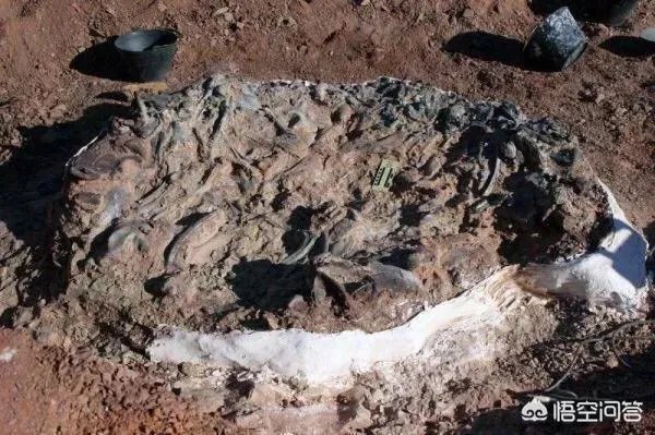 科学家发现2.2亿年前恐龙墓，谁给安葬的呀？