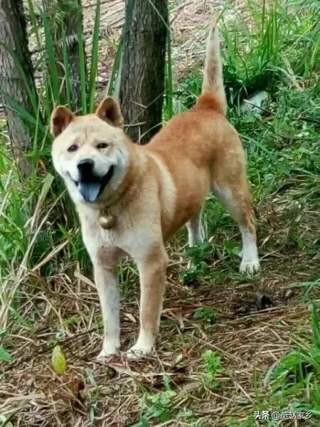 狗为什么会有食粪症的表现？它会觉得臭吗？