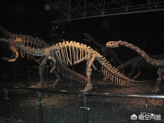 科学家发现2.2亿年前恐龙墓，谁给安葬的呀？