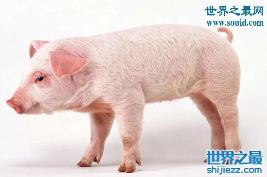 猪人是真的吗,真实的猪人图片事件大揭秘