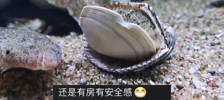 你怎么看待章鱼拆贝壳当房门的奇葩操作呢?