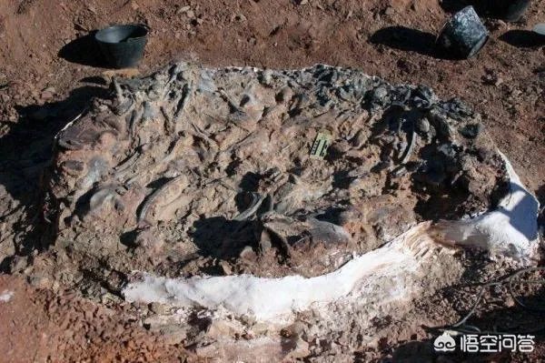 科学家发现2.2亿年前恐龙墓，谁给安葬的呀？