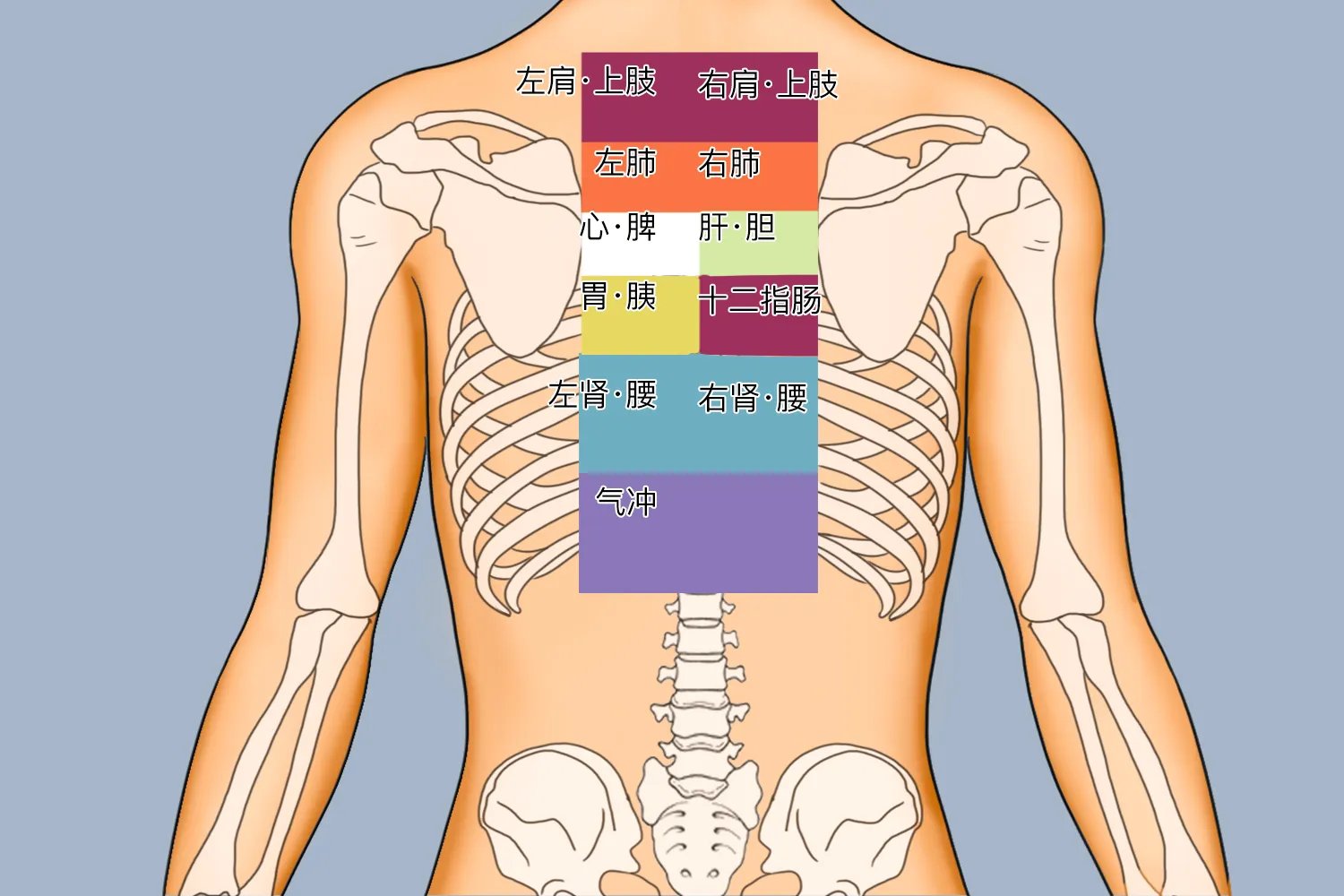 背部对应的五脏六腑图