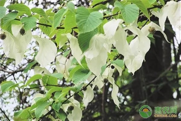 中华鸽子树种植方法？