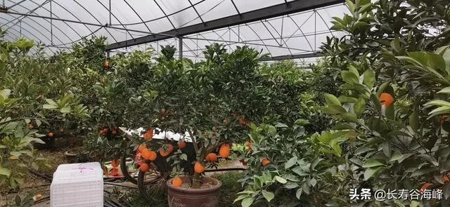 柑橘没有一干三枝怎么办?