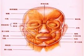 面部器官分布图