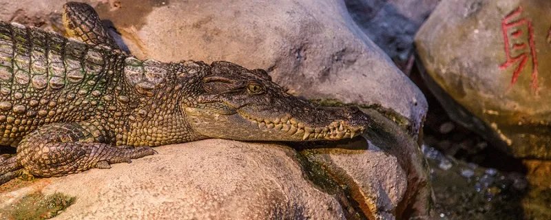 鳄鱼为什么会流泪 为什么鳄鱼会流眼泪