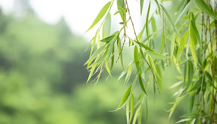 白色柳絮其实是柳树的 柳树上飘的白色絮是什么