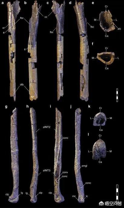 新发现的霸王龙物种有何特征?