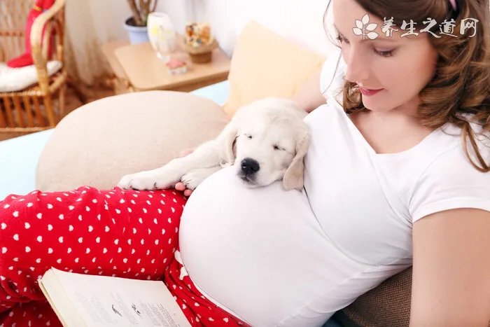 西帕凯犬多少钱一只?西帕凯犬价格