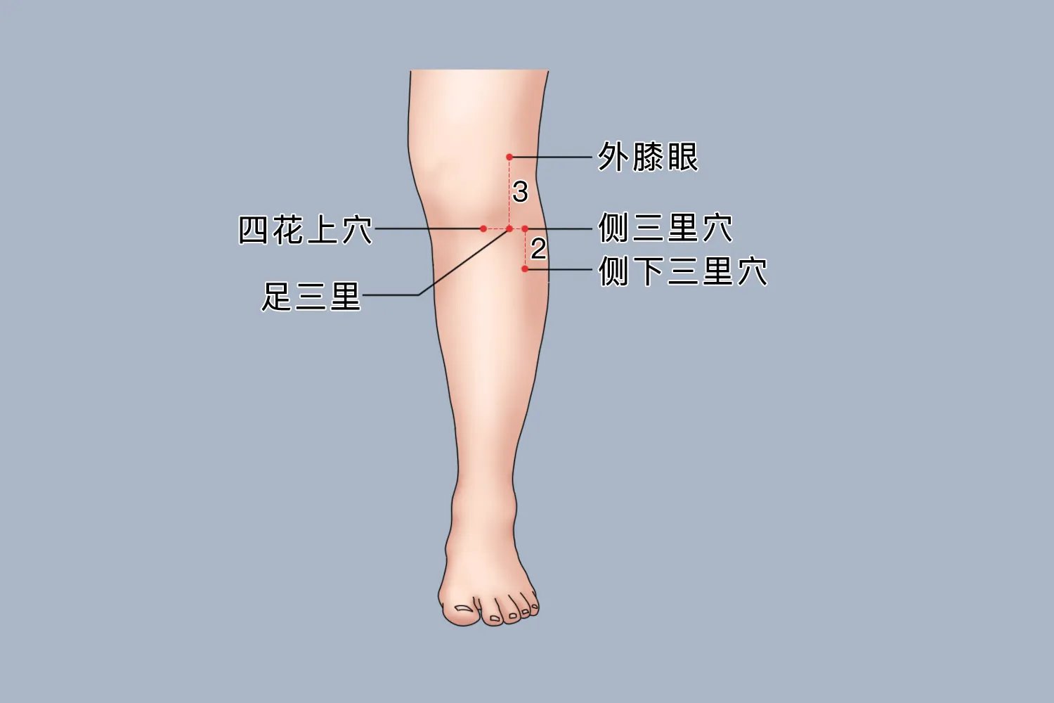侧三里和侧下三里准确位置
