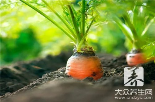 蚜虫的防治方法