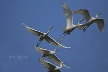 白鹭2到5自然段改成说明文？