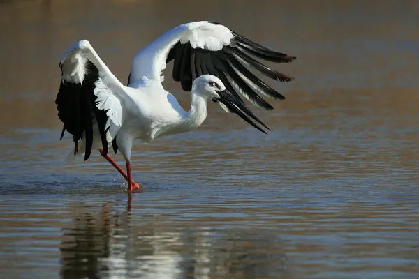 东方白鹳撞树致嘴基部骨折,景区对此是否有急救措施?