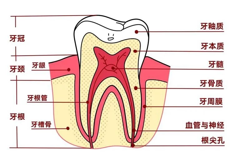 牙齿内部结构图解剖图