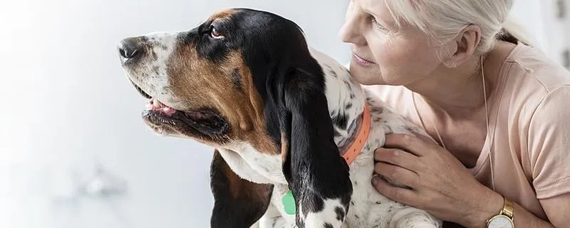 生肖狗与生肖兔配对好不好 属狗和属兔的婚配好吗