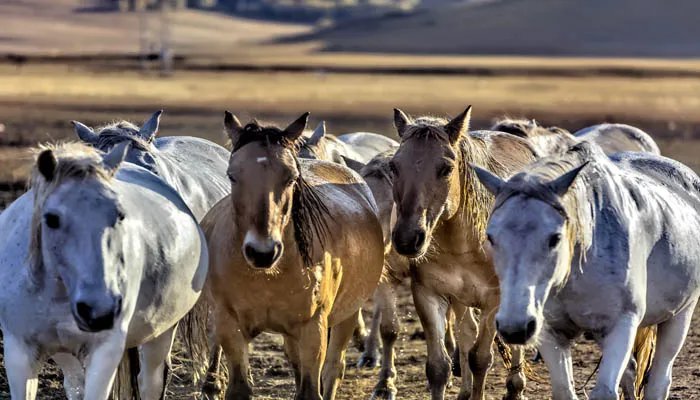 擅长画马的画家是谁