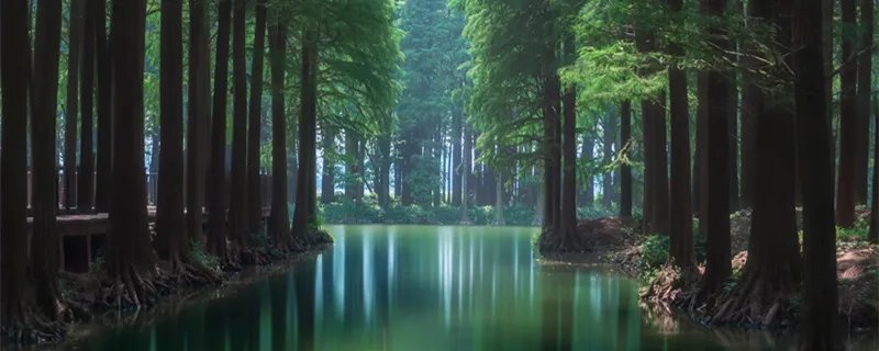 湿地被称为地球的什么