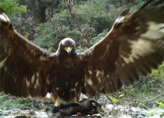 神农架现身1.2米金雕怎么回事 金雕是什么品种长什么样