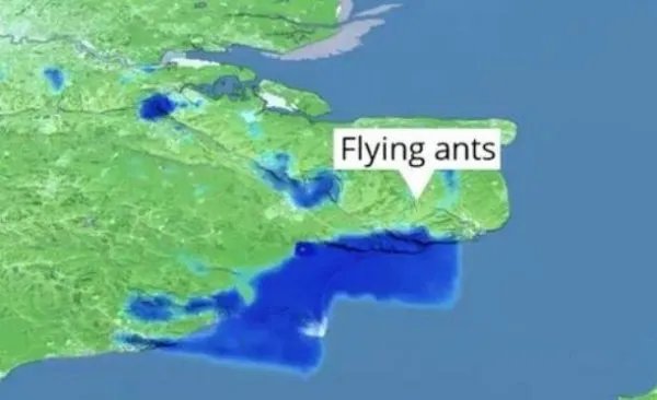 英国现巨型飞蚁群太空可观测到，它们是如何进行繁殖的？