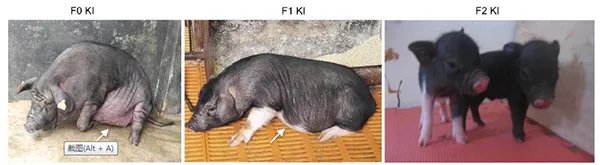 世界首例舞蹈症猪 舞蹈症是什么病